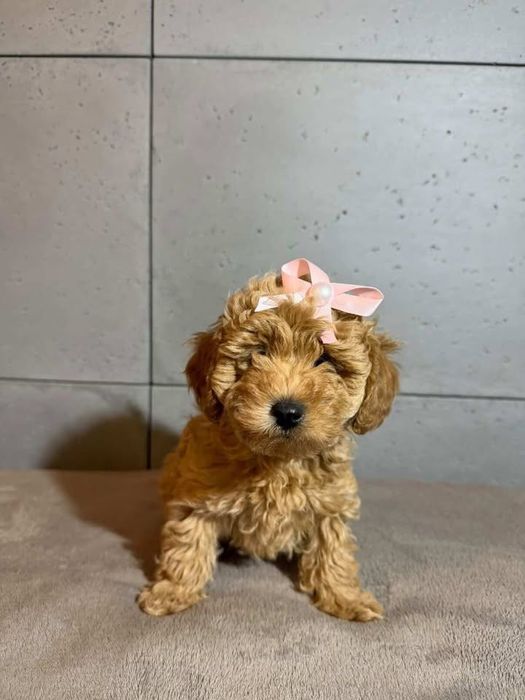 urocza suczka rasy Pudel Toy