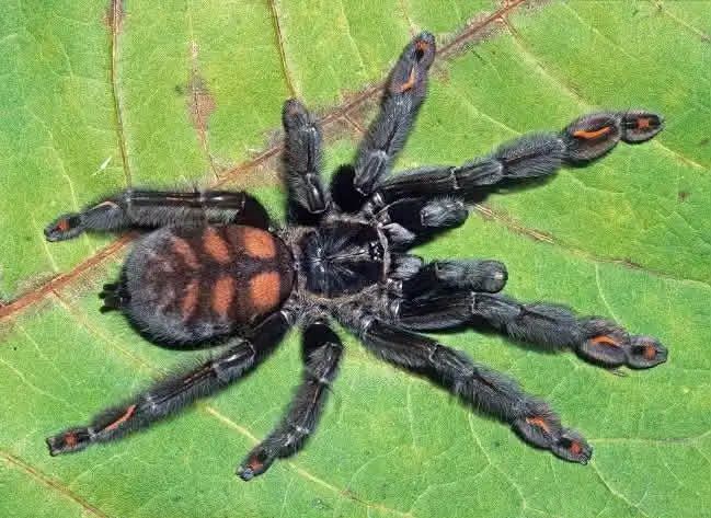 Samica Psalmopoeus  Irmina