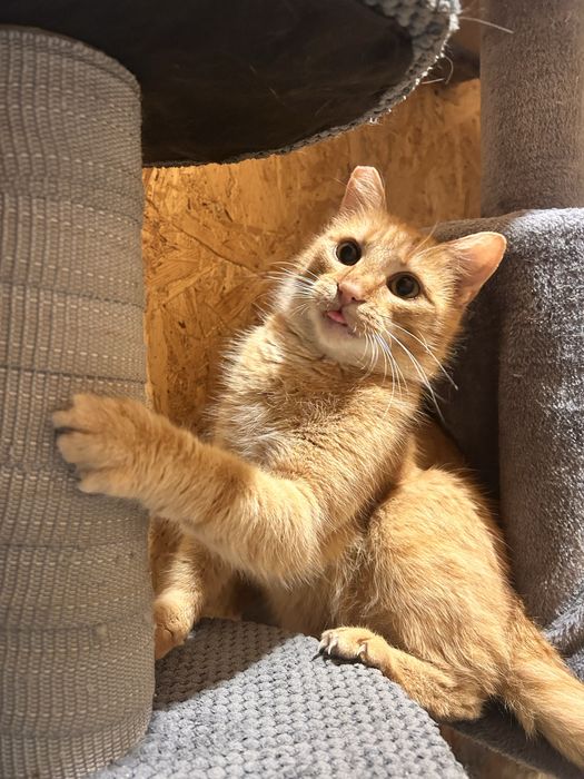 Pięknotka marzy o własnym domku