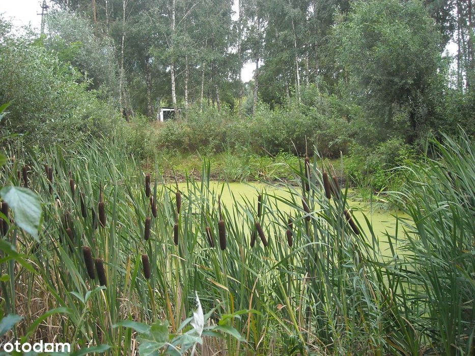 Działka 5300 m2 ze stawem i z WZ, okolice Płońska