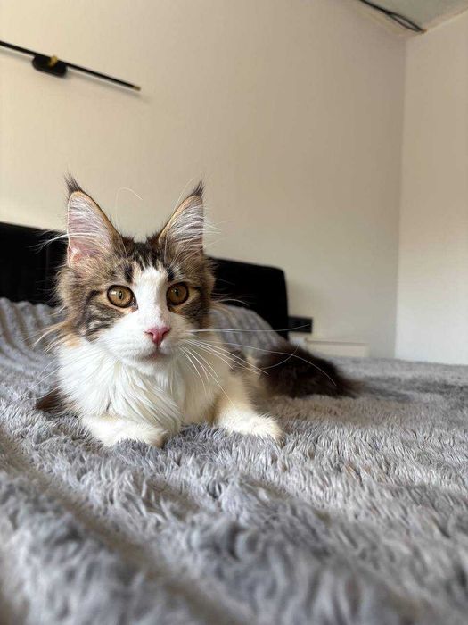 Кішечка мейн-кун WCF • шикарна генетика • тато чемпіон