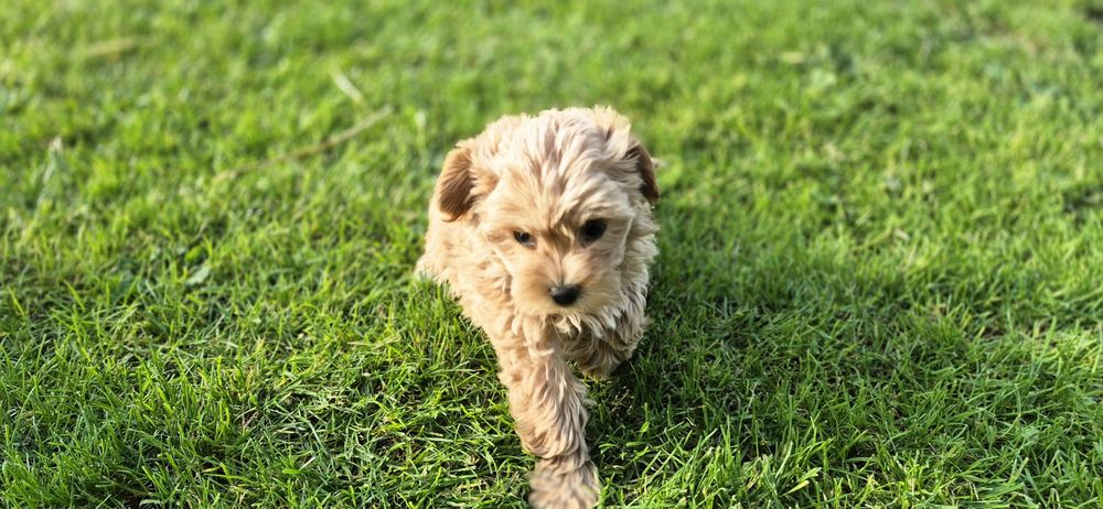 Maltipoo suczka mała