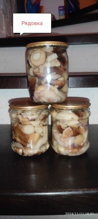 Маринованные грибы " Рядовка( тополевая),Маслята,Польские, зеленушки