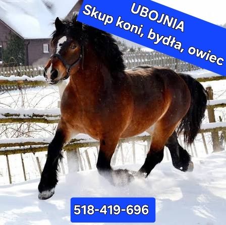 Skup bydła, koni,cieląt, owiec,