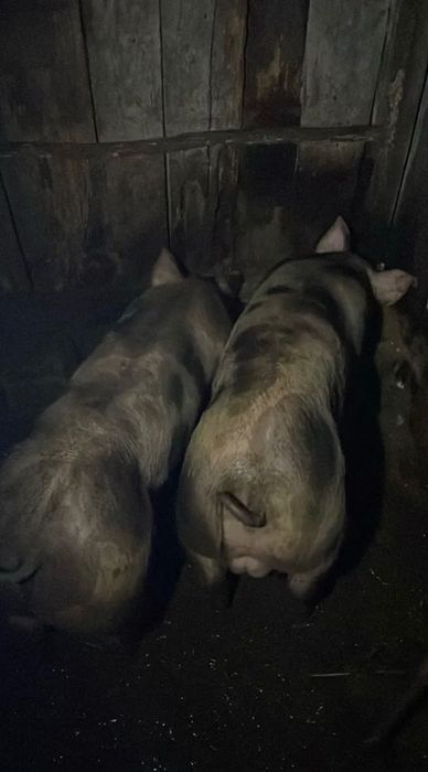 Casal de porcos pietran