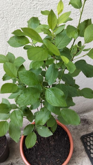 Ameixoeira em vaso
