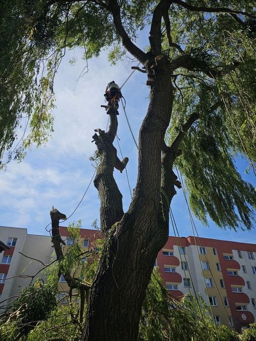 Wycinka i pielęgnacja drzew. Trójmiasto i Kaszuby.