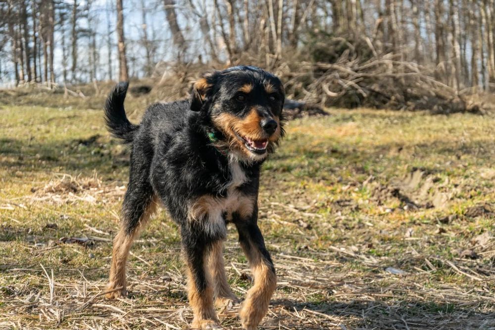 Tuszek w typie teriera szuka pilnie domu

Tuszek  kruchy psiaka w typie teriera, który już na starcie swojego życia przeszedł bardzo wiele… 

Tuszek