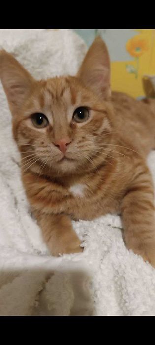 Котики котята в добрые руки