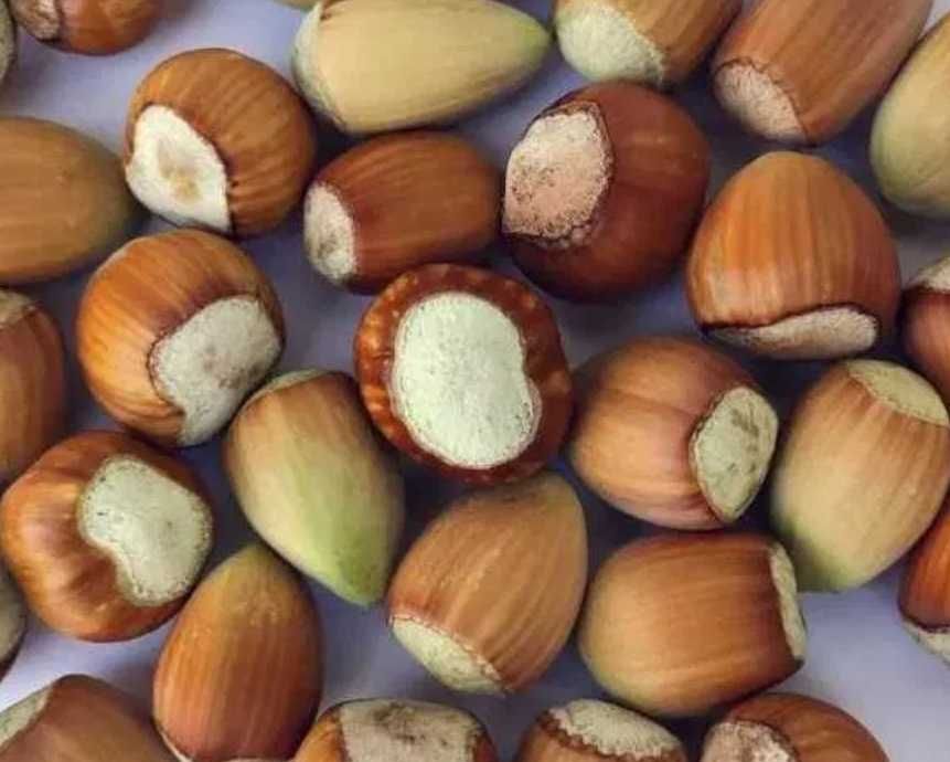 Orzechy laskowe zbiór 2025 3kg