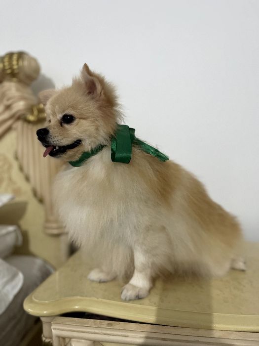 Померанські шпіци — Пухнасті принци хочуть до вас