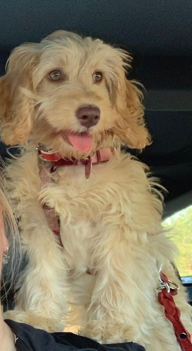 Cockapoo pudel toy ostatni chłopiec