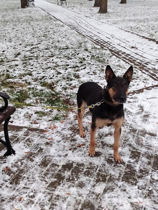 Owczarek Belgijski oddam max 50km