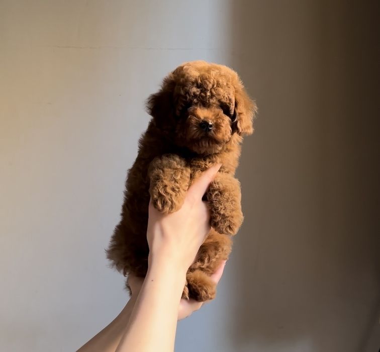 Toy pudel. Mini chlopczuk.