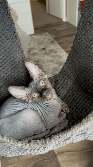 Kotka sfinks  czarna