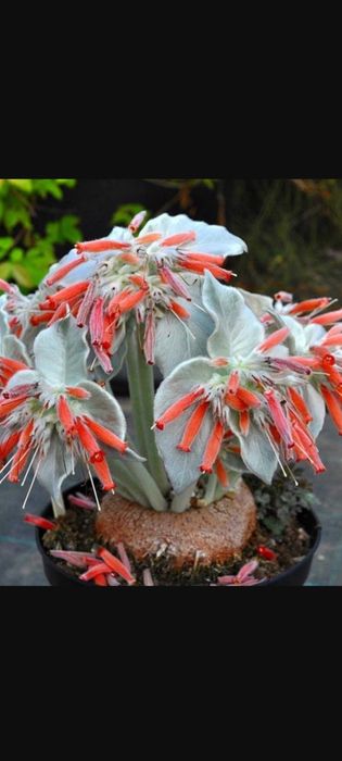 Sinningia leucotrihca