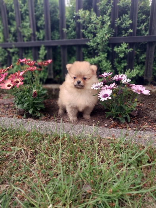 Szpic miniaturowy , Pomeranian.