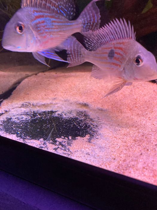 Geophagus sveni casal