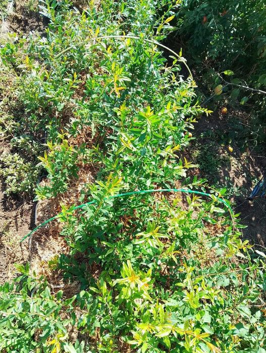 Саджанці граната  Гюлоша