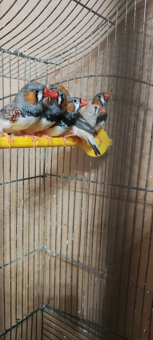 Продам клітку для зебрових амадин