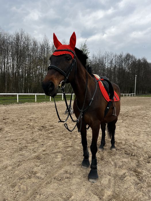 Dzierzawa spokojnej klaczy