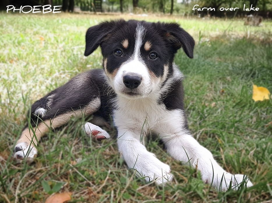 Suczka Border collie krótkowłosa ZKwP FCI