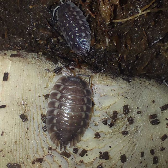 Isopods (Bichos-de-conta) 1/2