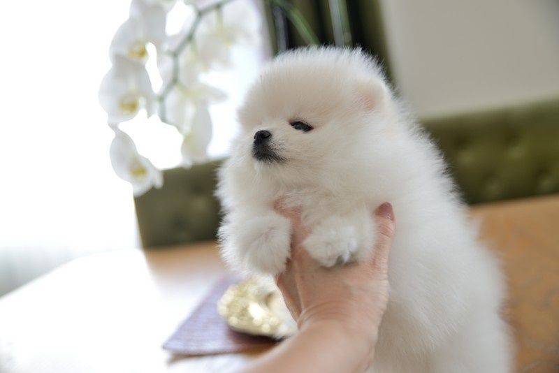 Pomeranian chłopak jasny krem Carlos