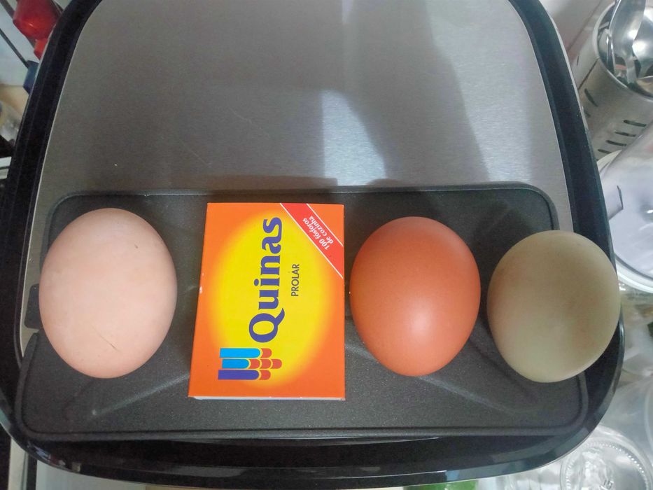 Ovos galinha do campo