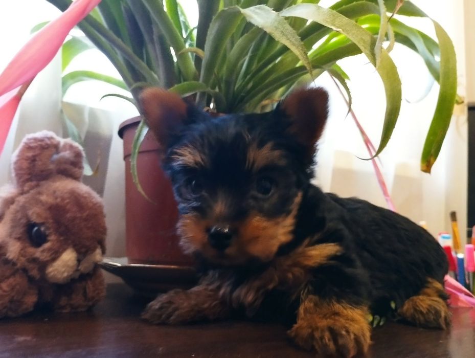 Малюки йоркширського терьєру