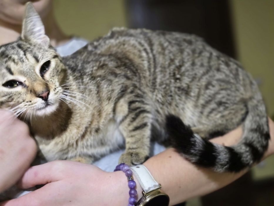 60 kotów szuka domków