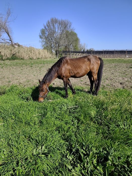 Raça de cabalo Arabio