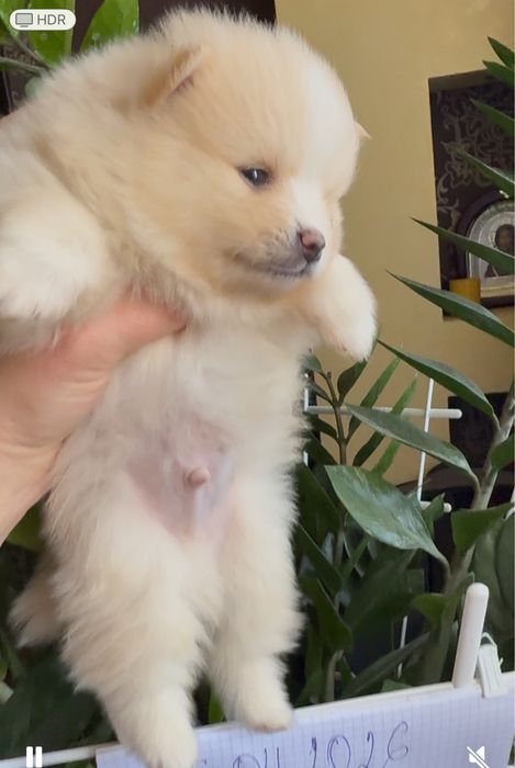 Цуценята породи померанського шпиця