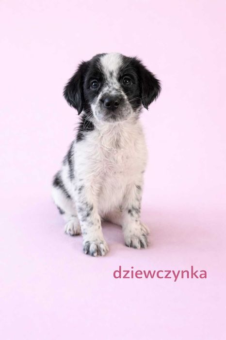 Szczeniaczki Border Colli szukaja domu