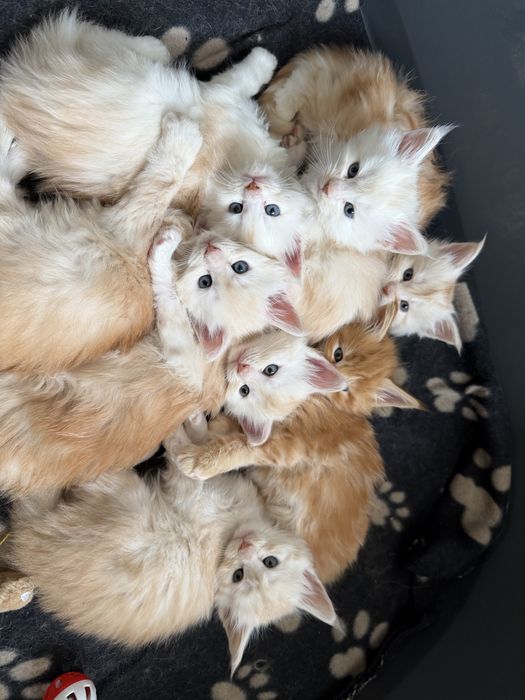 Кошкнята мейн кун