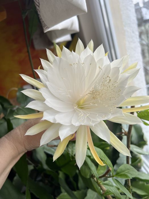 Epiphyllum Mount San Antonio