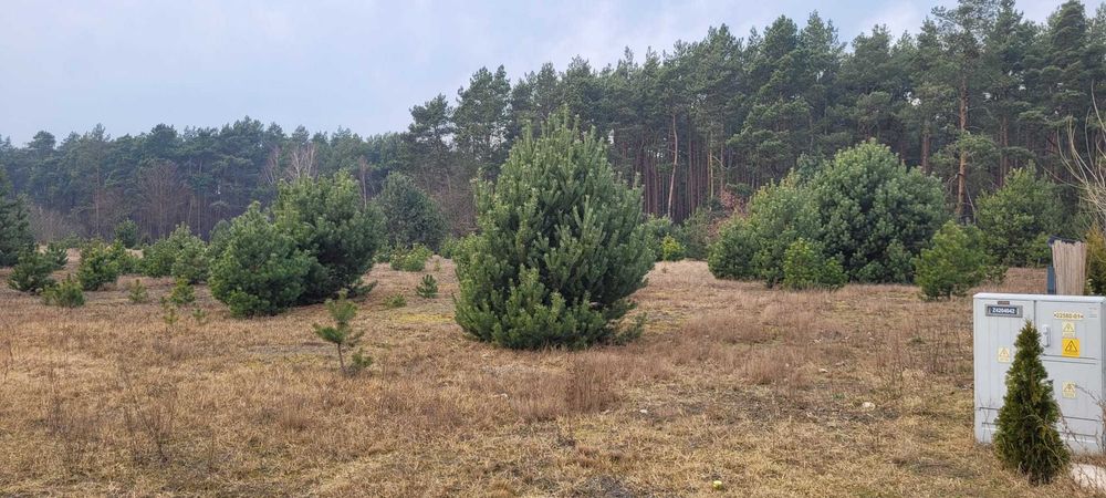 Działka z warunkami zabudowy, 1240 m2, Palaty k. Grabowa