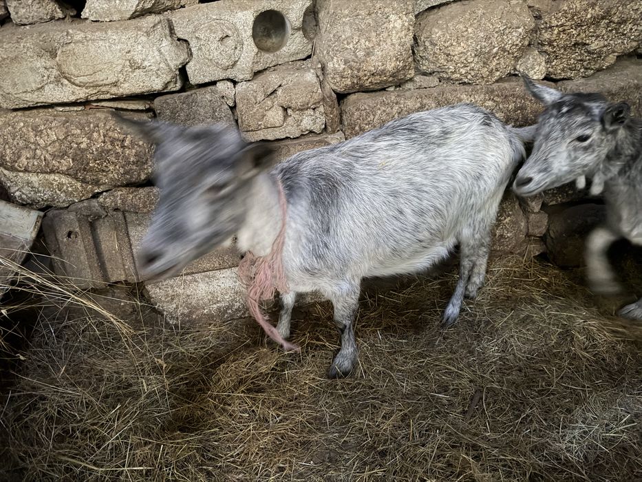 Cabras nao sao anas mas tambem nao sao grandes