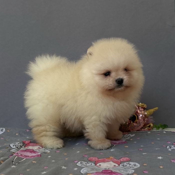 чудовий ведмедик шоу классу