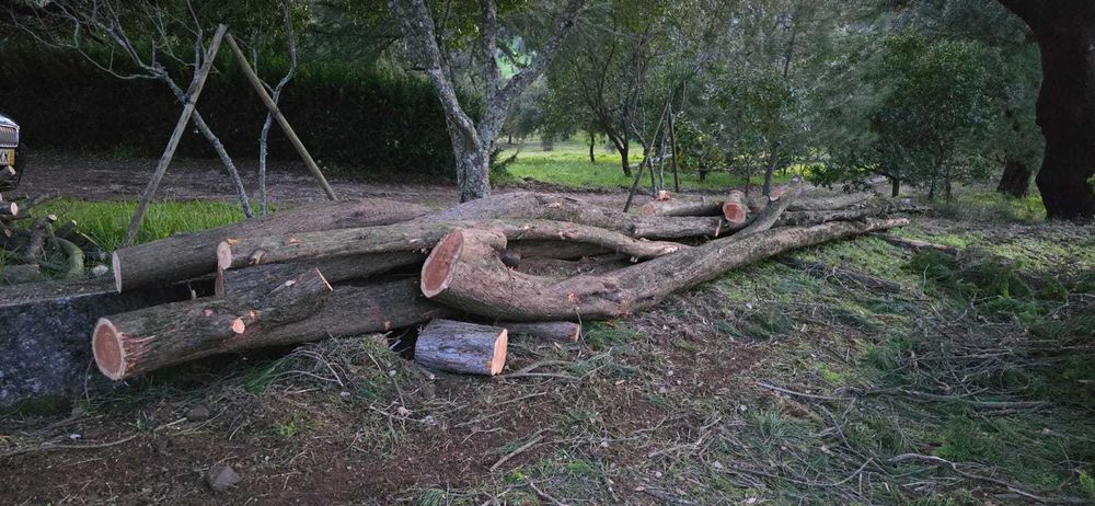 Troncos de madeira de cedro