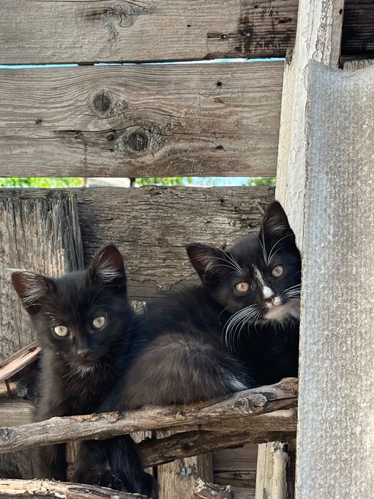 Кошечки безкоштовно у добрі руки