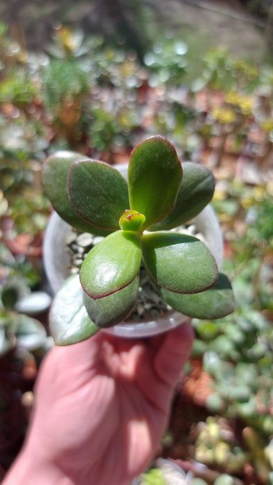 Crassula Roger Hyan  rare crassula*