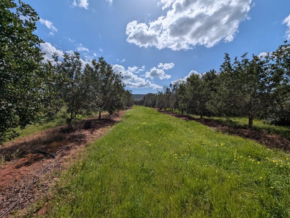 Terreno  rústico Algarve