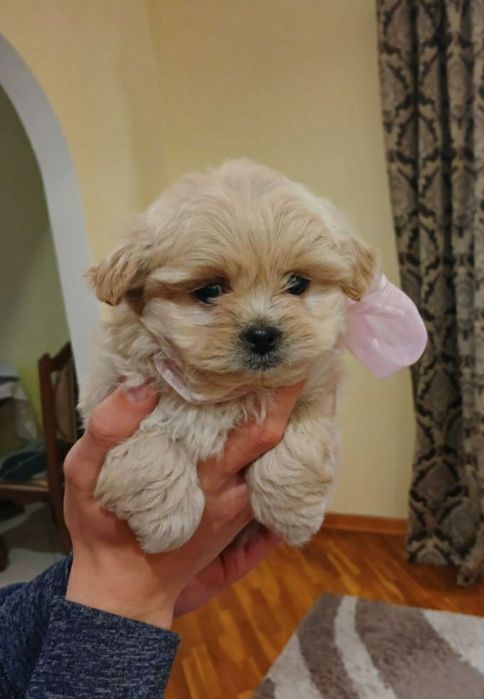 Цуценята кокапу, кавапу, пудель, мальтіпу.