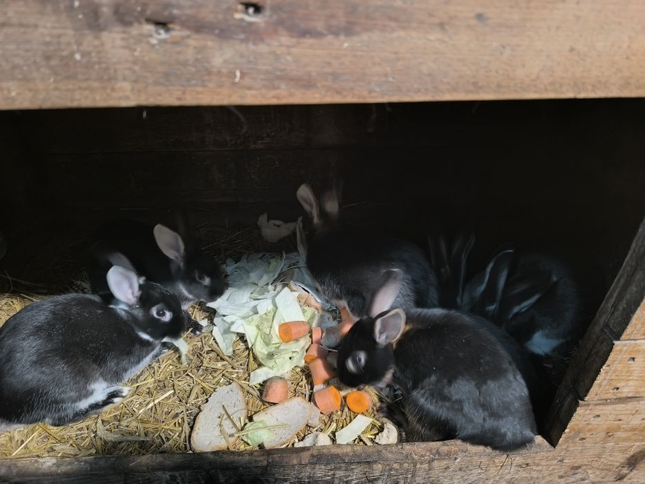 Sprzedam samice i samce