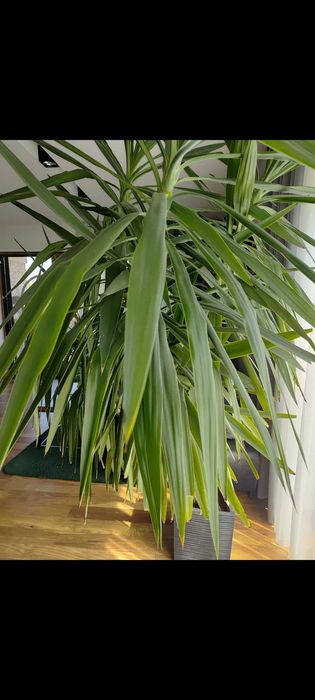 Juka domowa w donicy