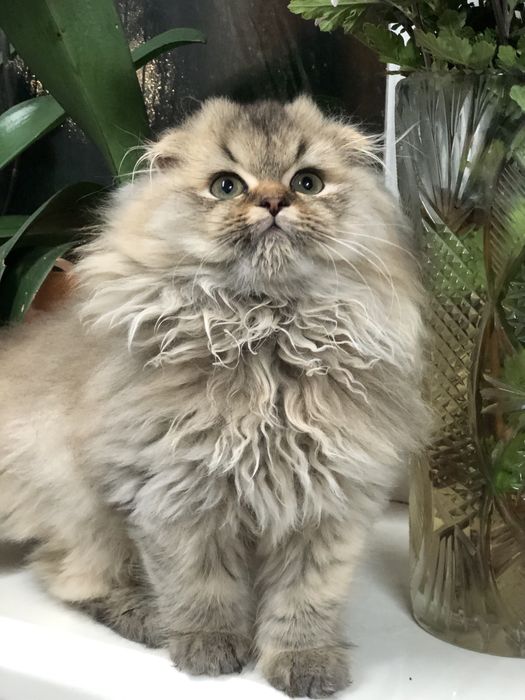 Золотий красунчик