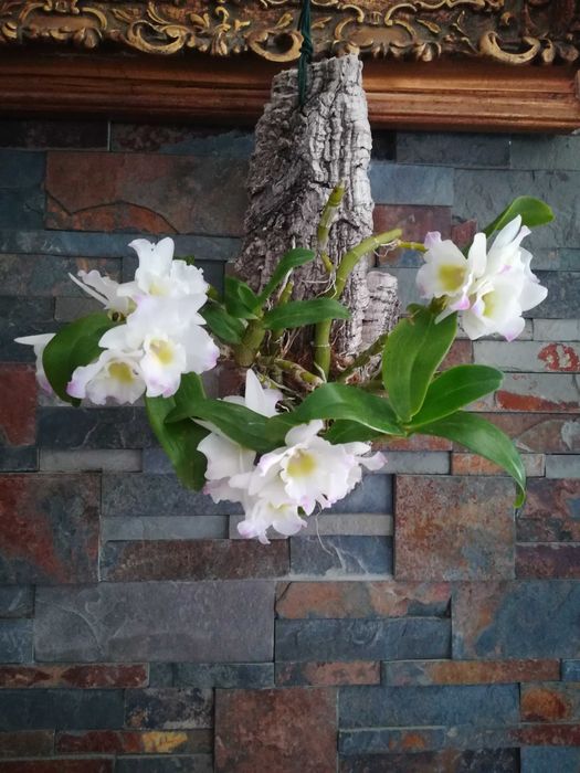 Linda orquídea dendrobium