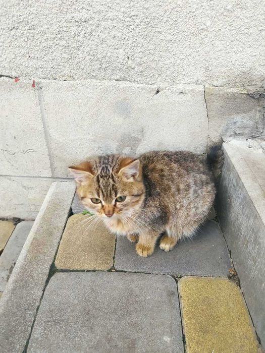 Кошенята в добрі руки