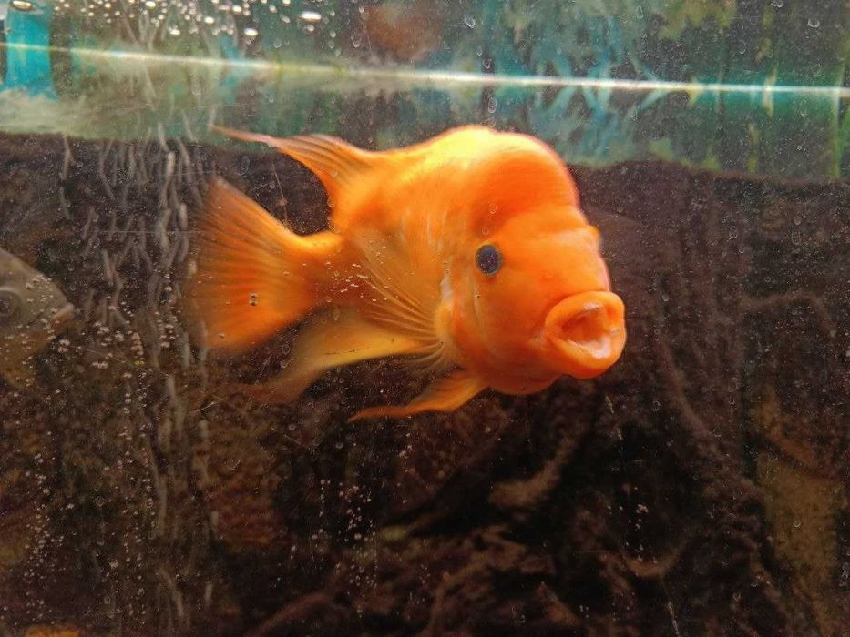 Продам акваріумних риб